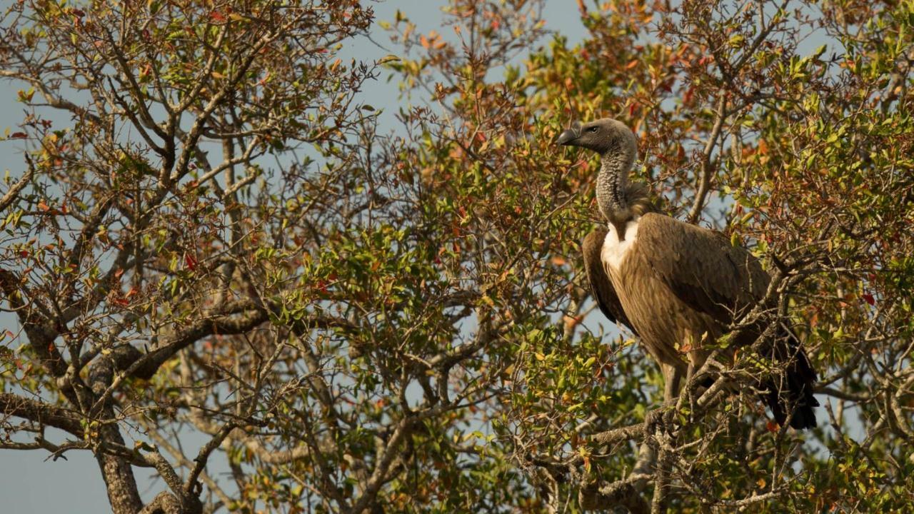 Hotel Kwalucia Private Safari Retreat Saint Lucia Estuary Exteriér fotografie