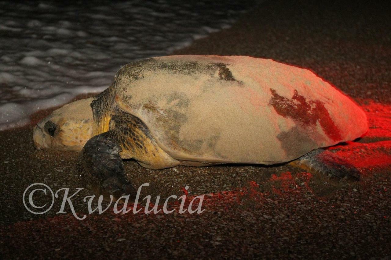 Hotel Kwalucia Private Safari Retreat Saint Lucia Estuary Exteriér fotografie